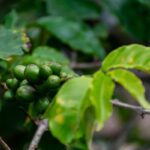 長期にわたる研究が、高収量でサビ病に強いアラビカ種の品種を調査（Long-Running Study Inspects Arabica Varietals with Higher Yields and Resistance to Leaf Rust）