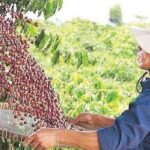ネスレ：コーヒー製品の値上げはまだ実施せず（Nestlé: No price hike for coffee products yet - Philstar.com）